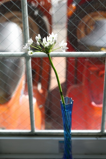 白い小さな花を接写した一枚。光を浴びて透ける花びらが美しい。