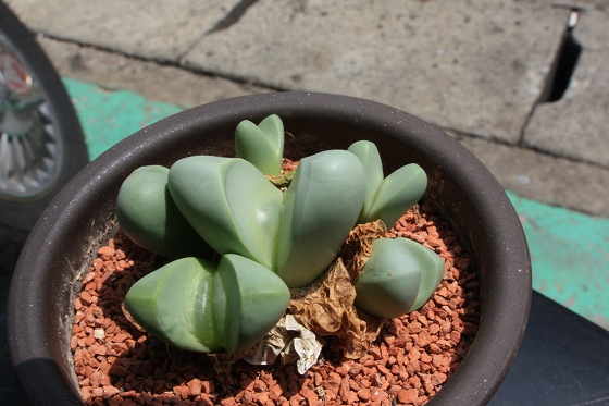 なんとか脱皮できたが元気がない植物の姿。