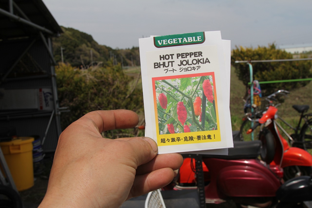 お客様から頂いた激辛ジョロキアの種