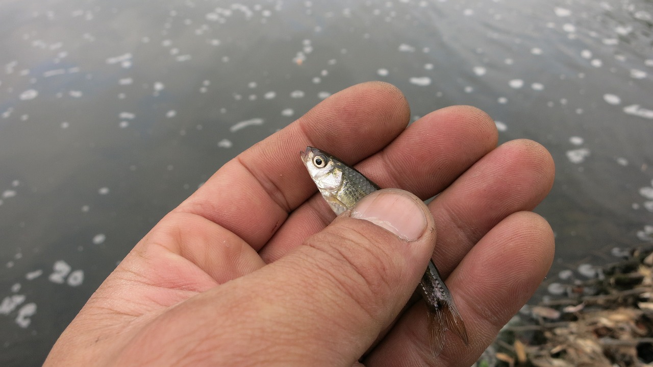 釣果を得た近所の釣りポイントの風景