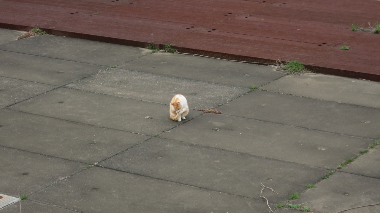 セダムの前に立ちはだかる猫の姿