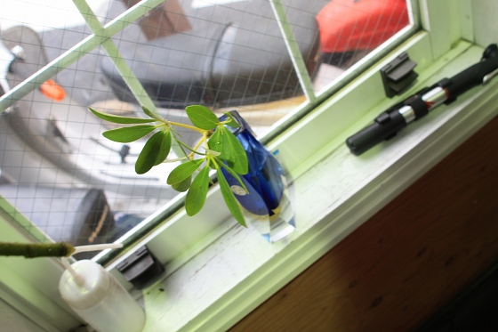 花瓶に差し込まれた折れた観葉植物の枝