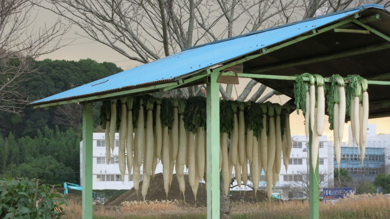 水面に沈んでいく白鳥