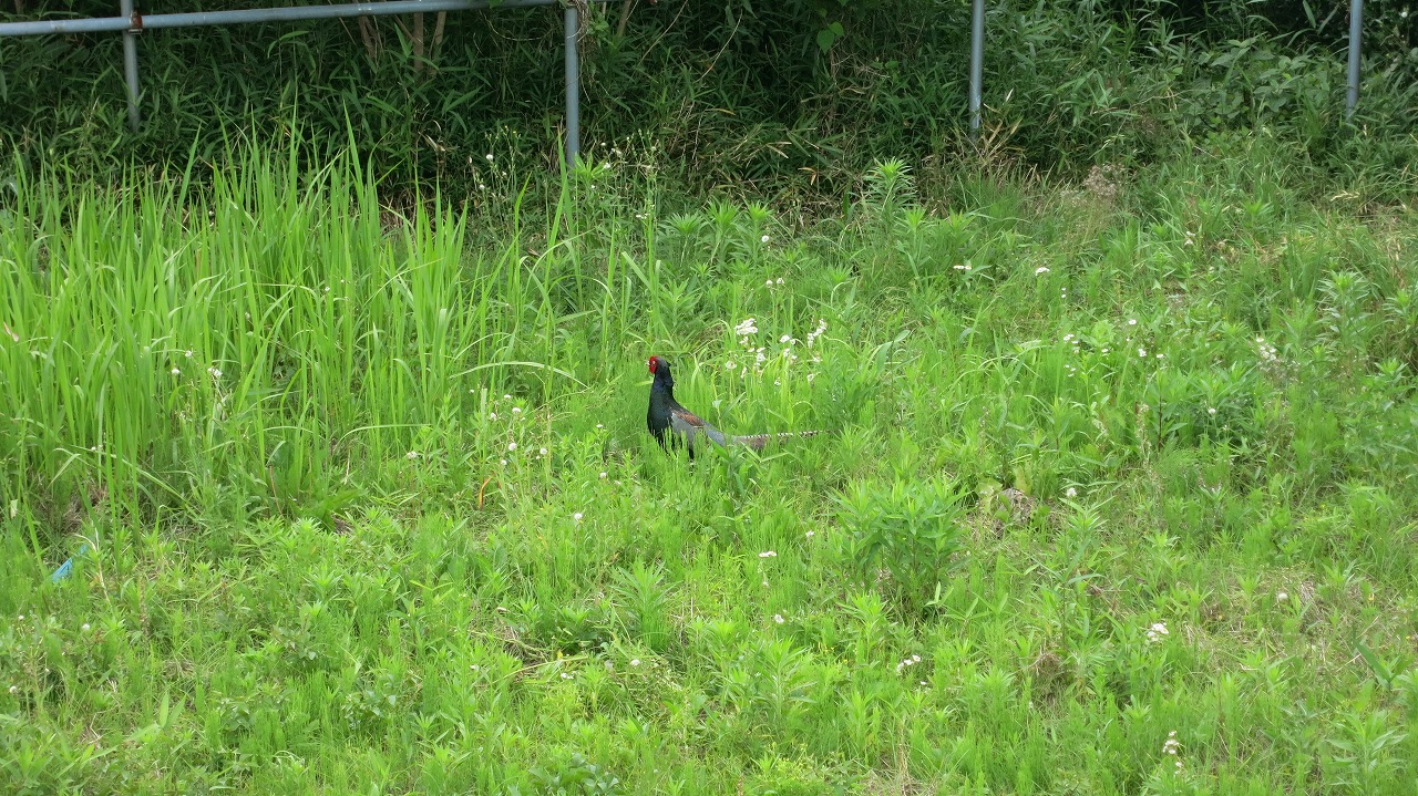 KB農園を荒らす雉の姿