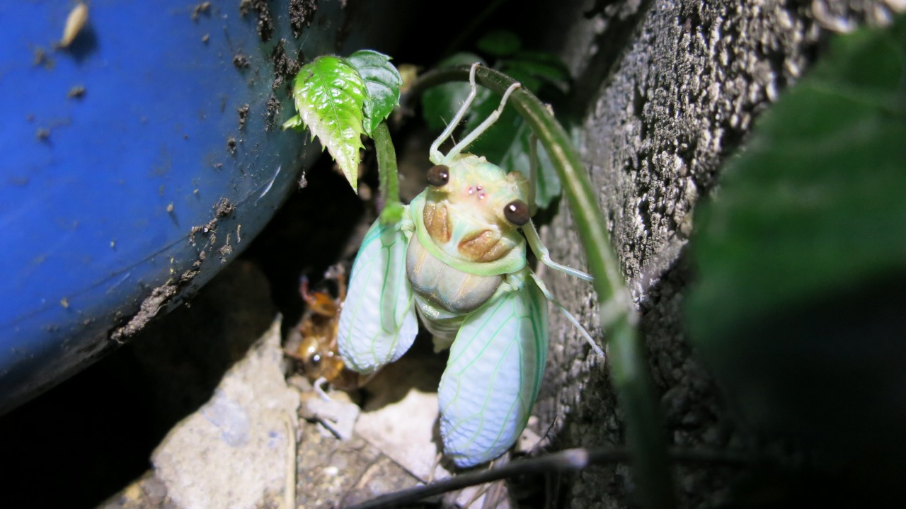 羽化を終えたセミの抜け殻と成虫