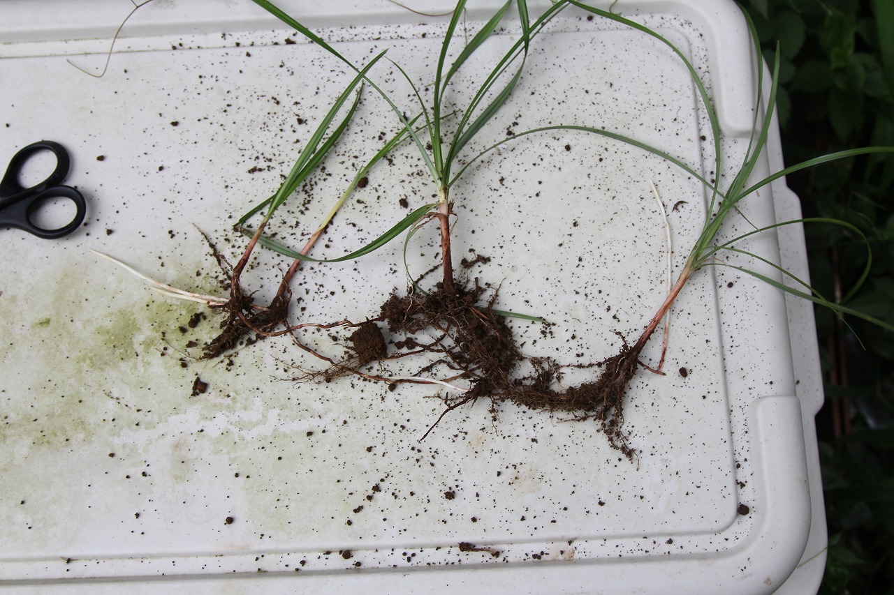 地下茎で増殖する厄介な雑草「ハマスゲ」の全景