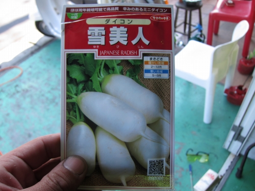 収穫された辛味大根「雪美人」