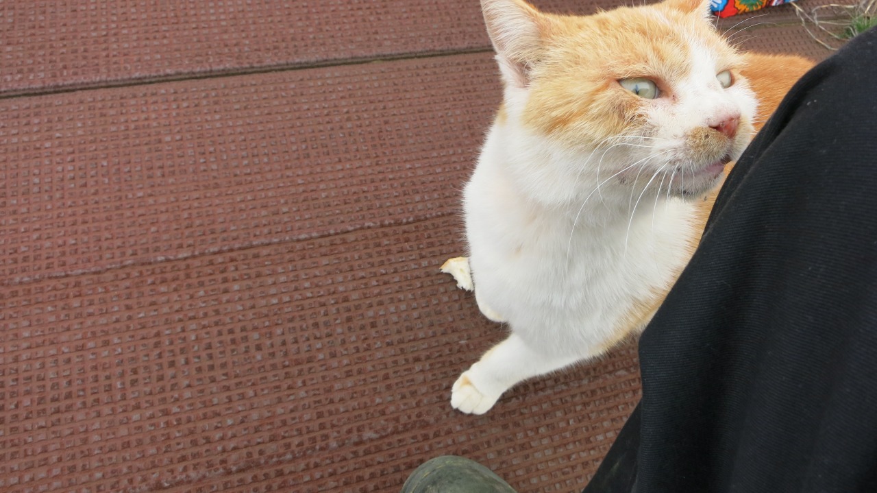 襲いかかってくる猫