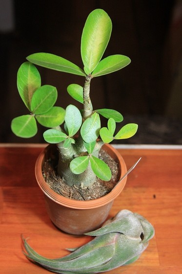 アデニウムとチランジアの植物たち