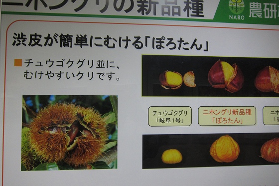 新品種のクリ「ぽろたん」の展示と説明パネル
