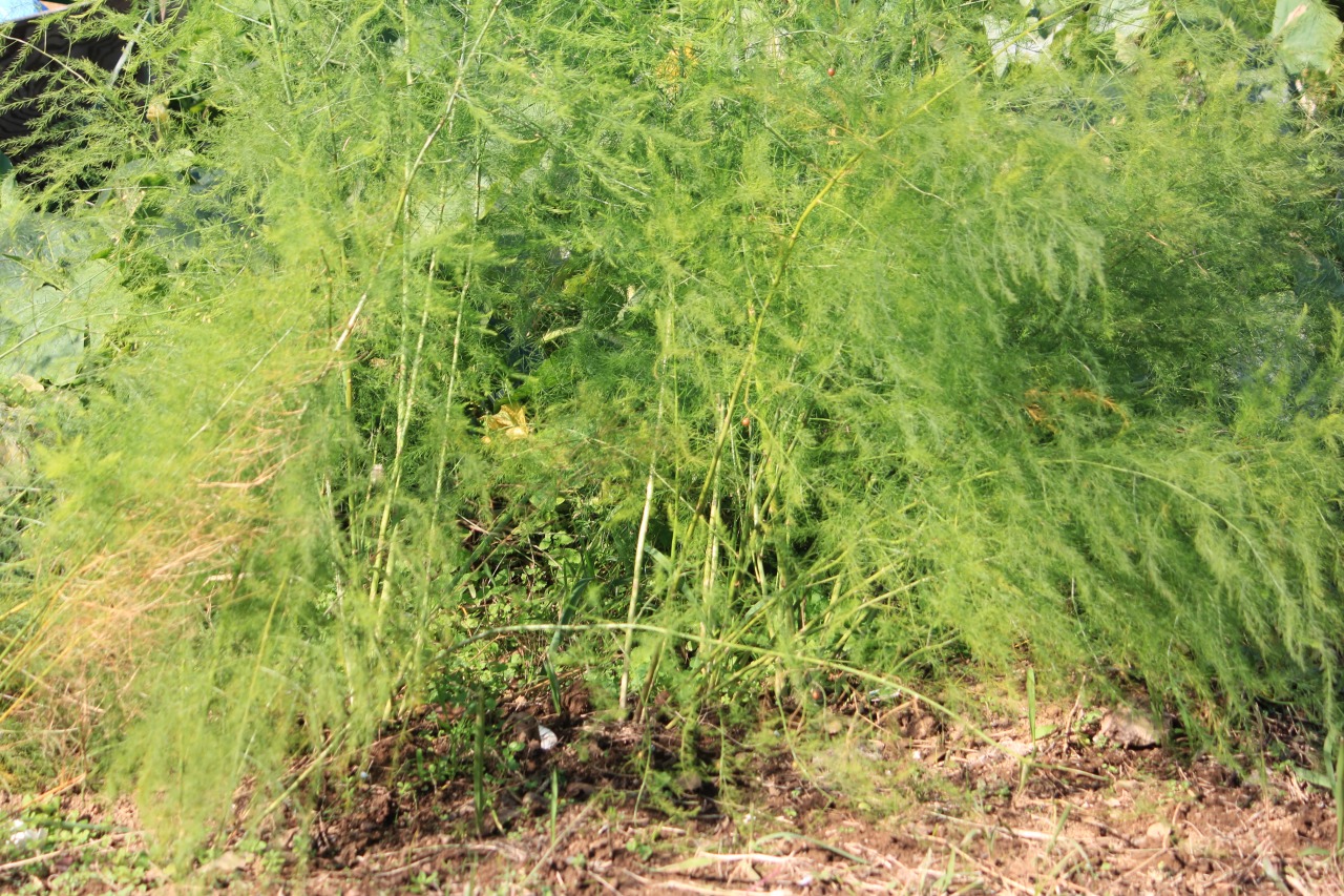 芽が出続けるアスパラ