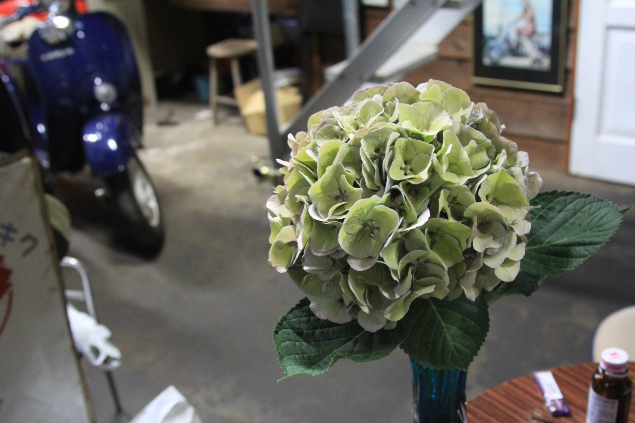moora mooraで購入した立派な紫陽花