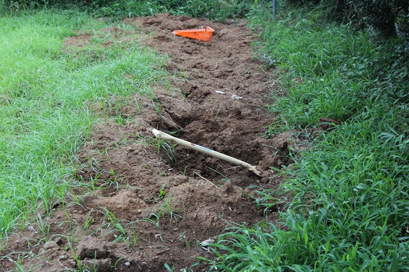 ハマスゲを手作業で除去した後、再び芽吹いた畑の状態