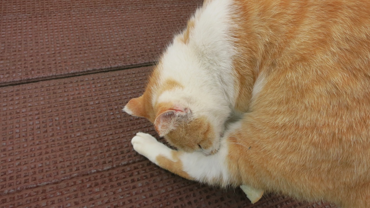 素早く詰め寄る猫のアクション