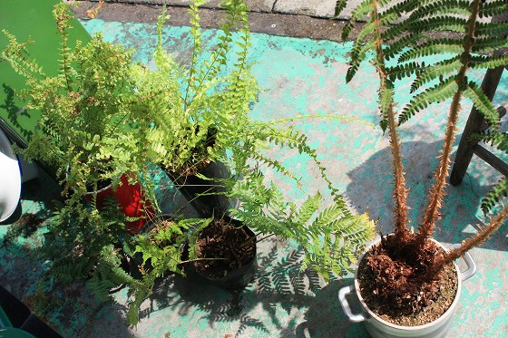 羊歯類を植え替えるために良い鉢を探している場面。