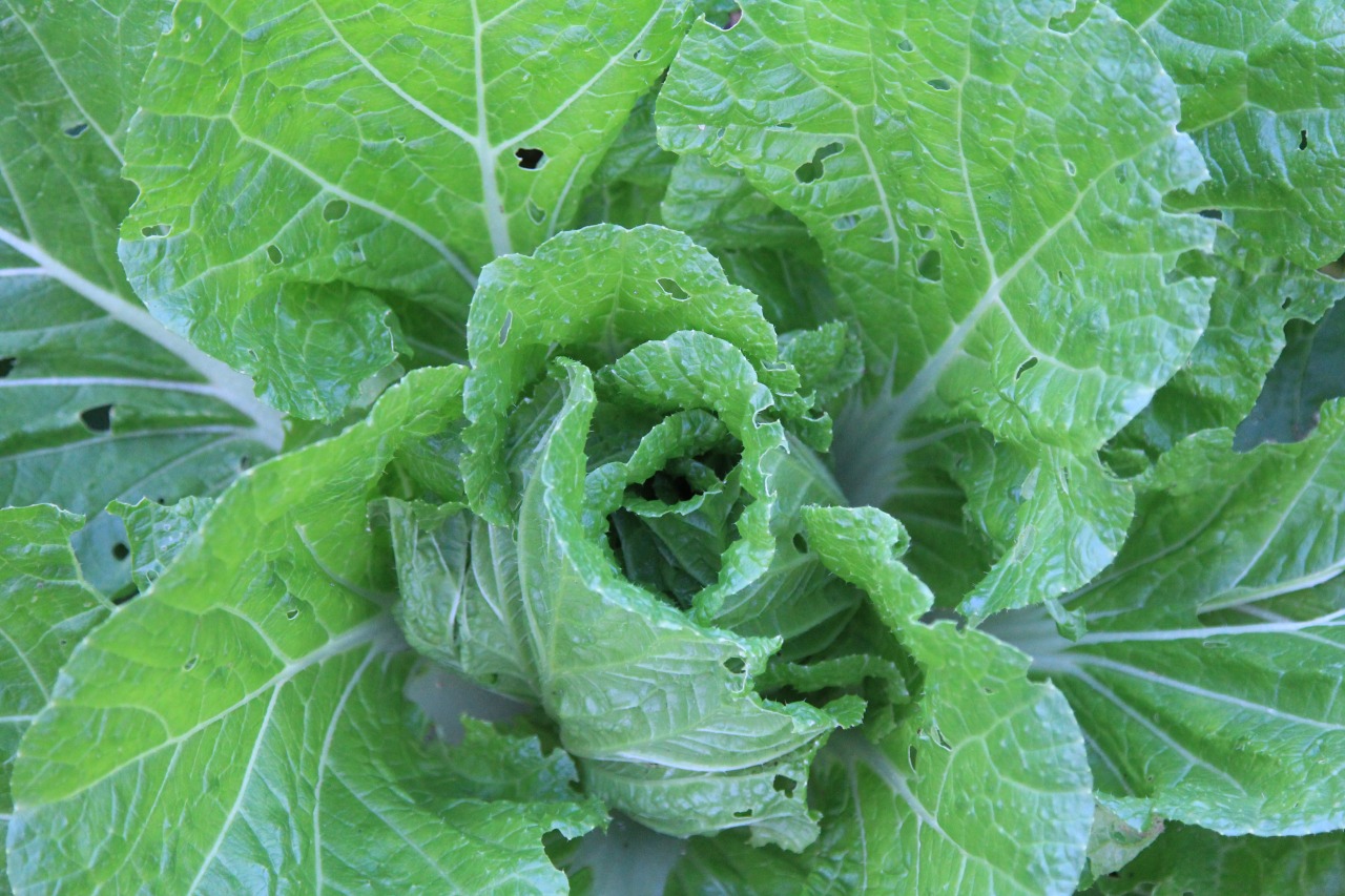 巻き始めた白菜の中心部