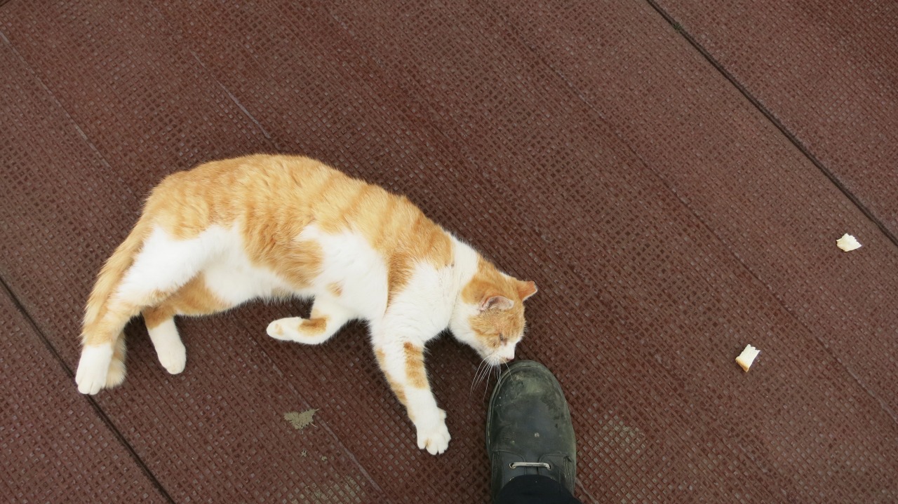多彩な猫の攻撃に戸惑う様子