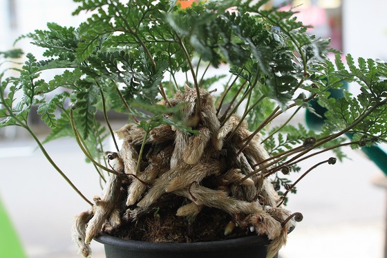 パンパンに根が張っている植木鉢の羊歯。
