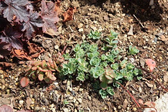 外植えの多肉系、芽が出てきた様子。