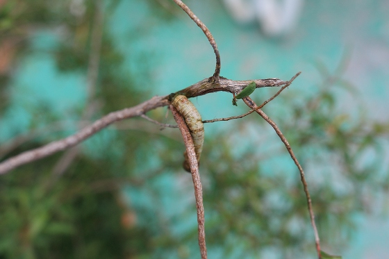 木の枝に残された芋虫の胴体。