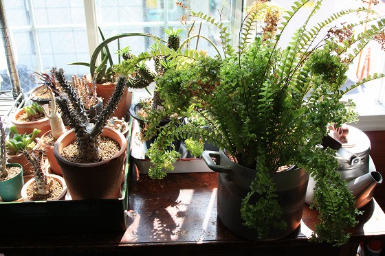 その他の植物たち、比較的安定した状態。