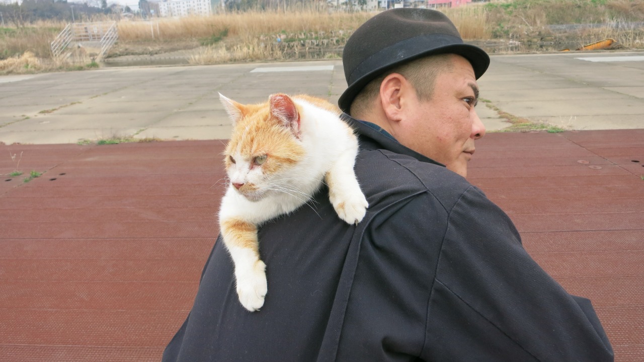 至近距離で見つめる猫