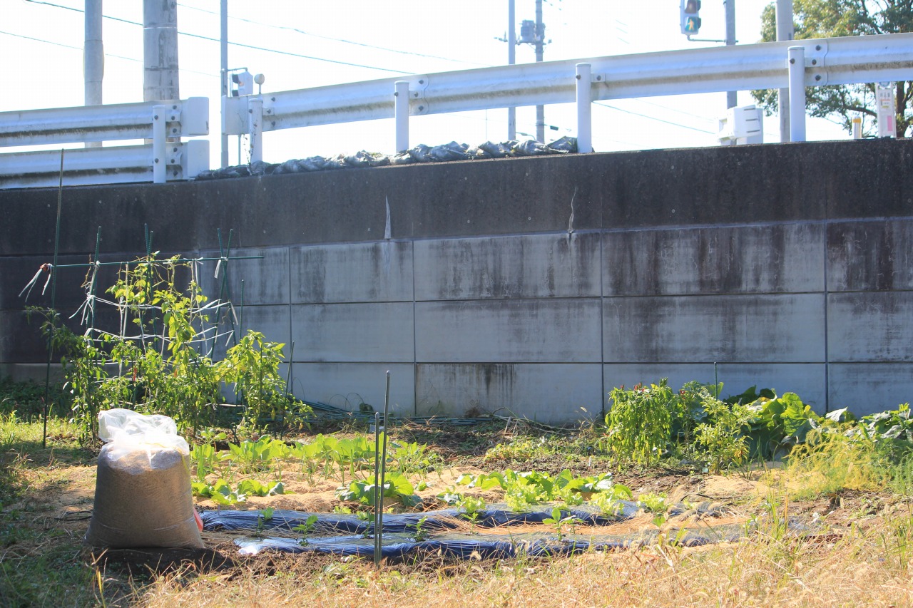 KB農園の全景