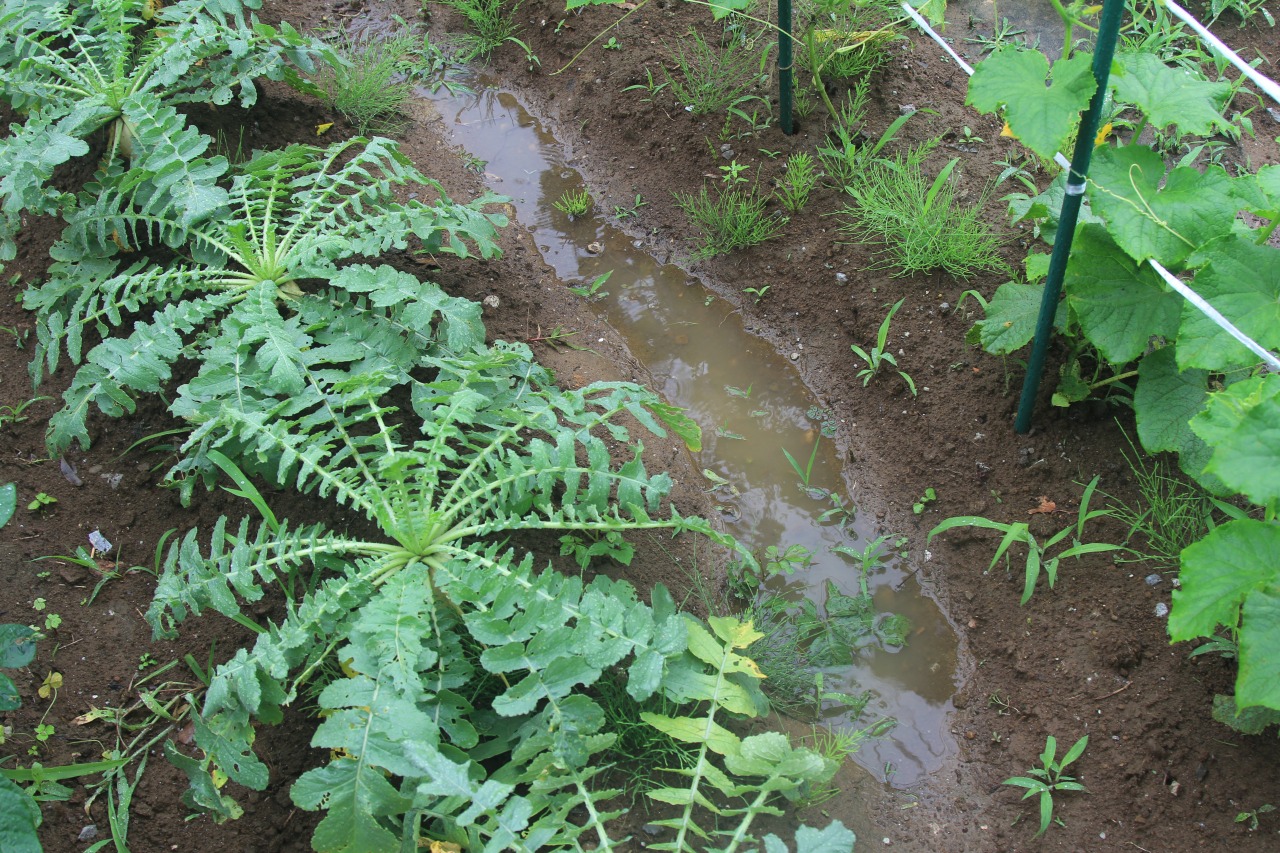雨の中で畑の排水状況を確認中
