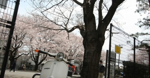 アイキャッチ兼:春の公園でお花見する人々の写真