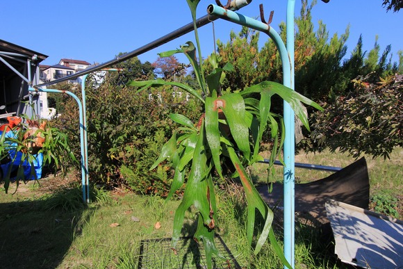 日光浴中の植物たち