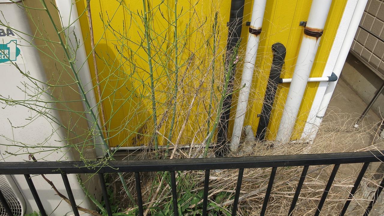 旧KB農園から移植されたアスパラ