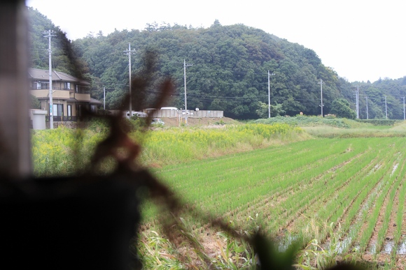 背高泡立草が咲き広がる草原の風景