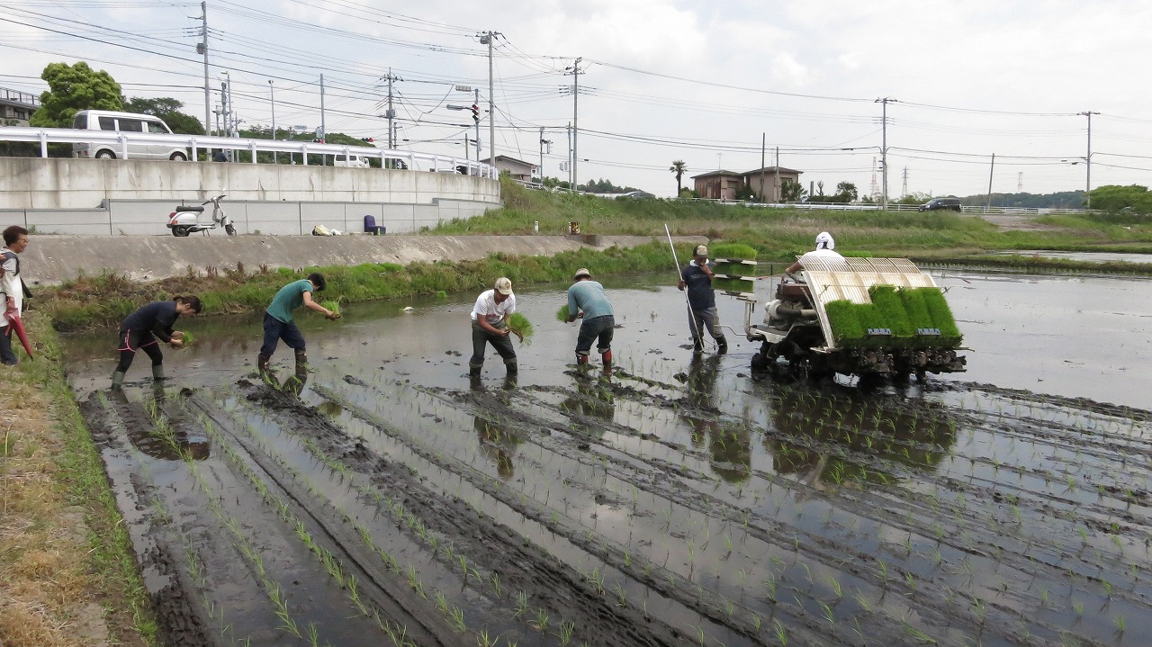 田植え風景と参加者の様子
