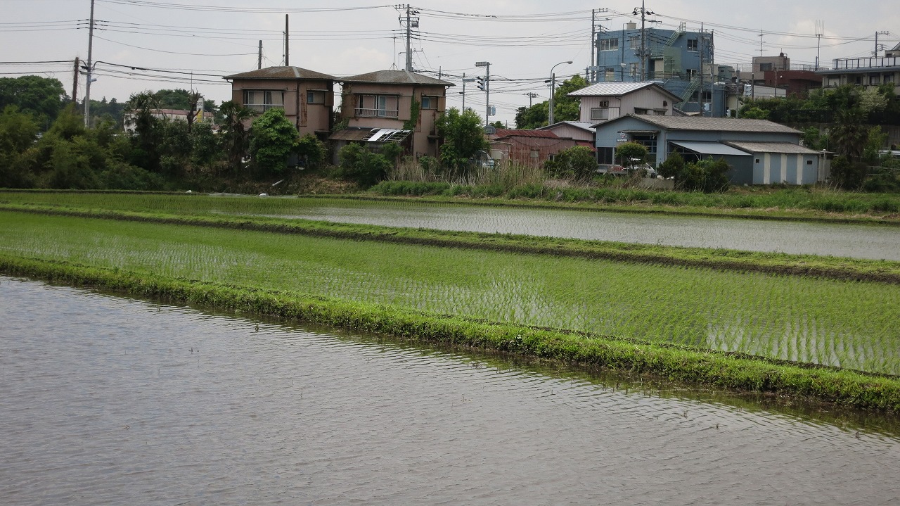 実際に田植えを手伝った店裏の田んぼ