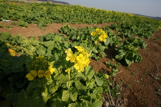 畑に咲いていた黄色い菜の花のような花