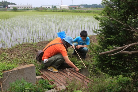 用水路でザリガニ釣りを楽しむ様子