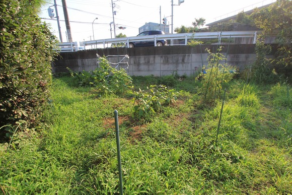 元気に育ちすぎたKB農園の雑草たち
