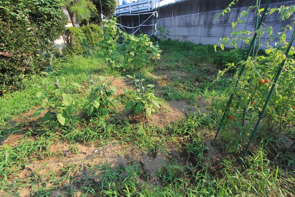 作物の配置ミスによる栽培の難しさ