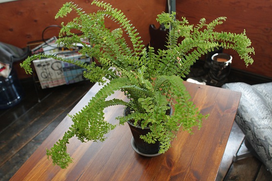 moora mooraで購入した新しい観葉植物「フラメンコ」