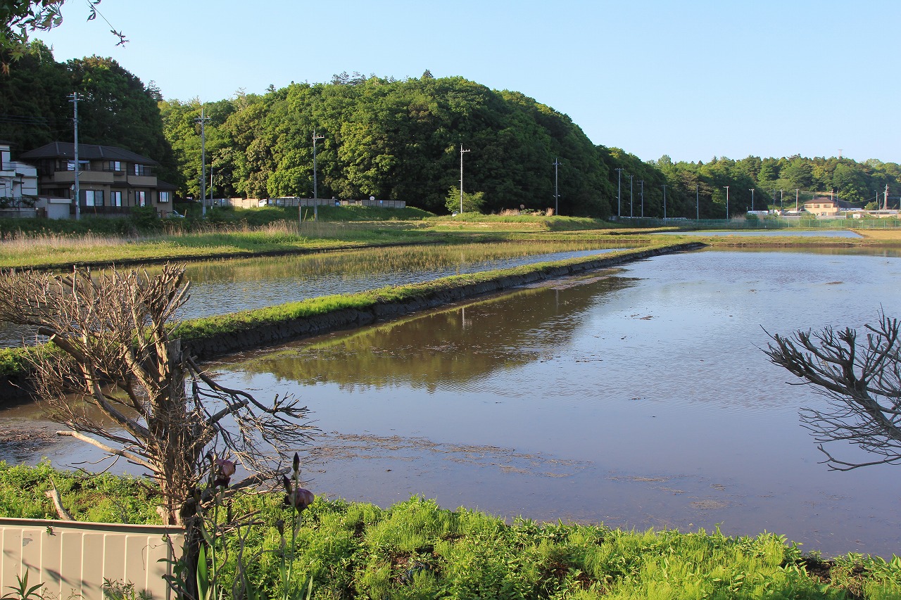 水が張られた田んぼとその風景