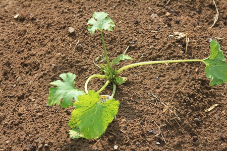 植え付けたズッキーニの苗