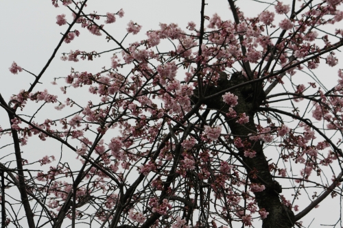 近所に咲いた桜の花