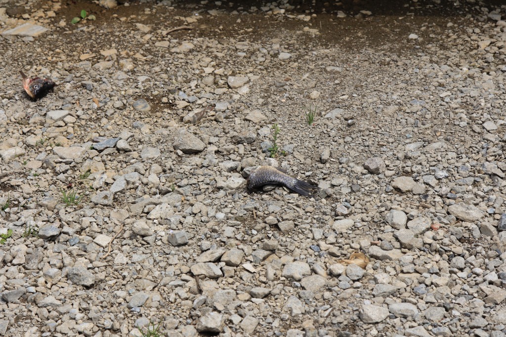 頭と胴体が切断されたフナの死体