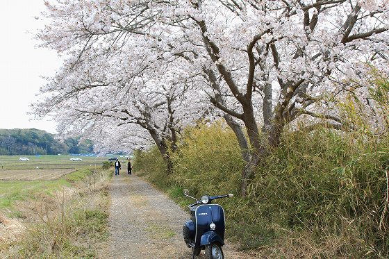 一昨年の春に見つけた用水路沿いの満開の桜並木