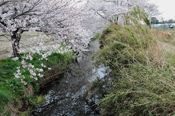 田んぼの中に突如現れる桜並木の風景