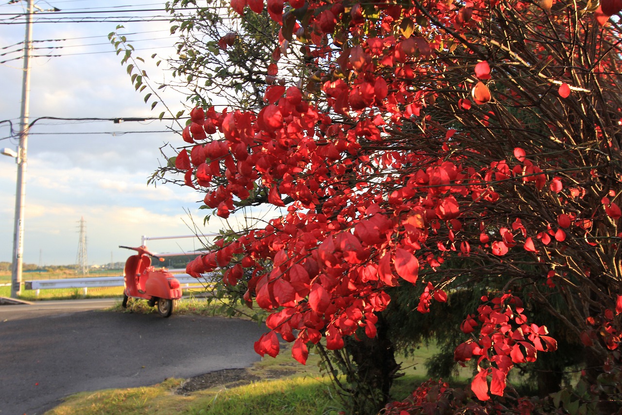 店舗前で色付いた紅葉の木