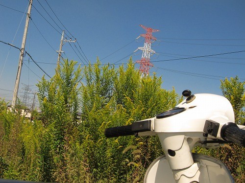 花粉症の原因となっているブタクサの写真