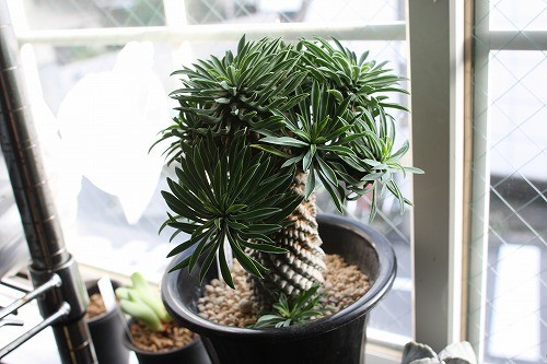 購入した植物「蘇鉄麒麟（ソテツキリン）」の全体像