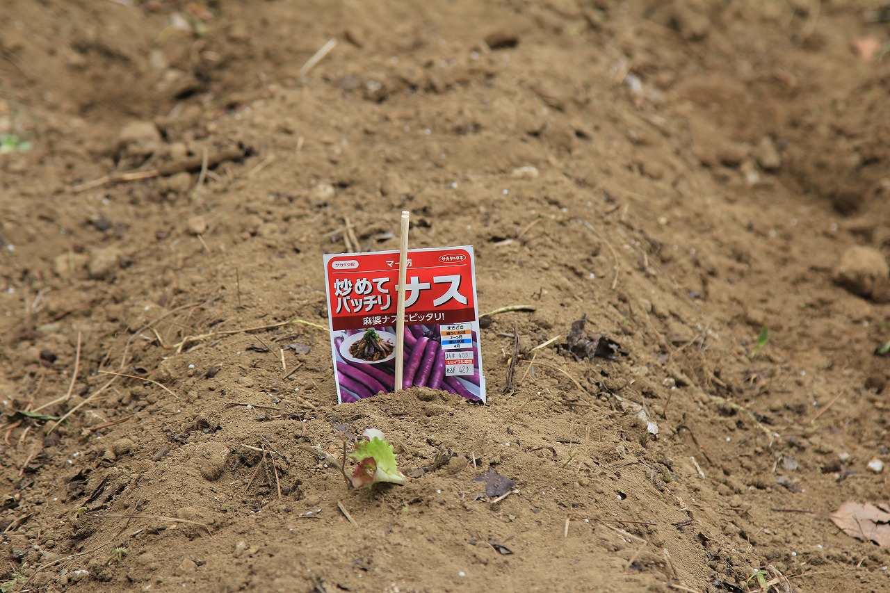 丸オクラやナスなどの種をまいた様子