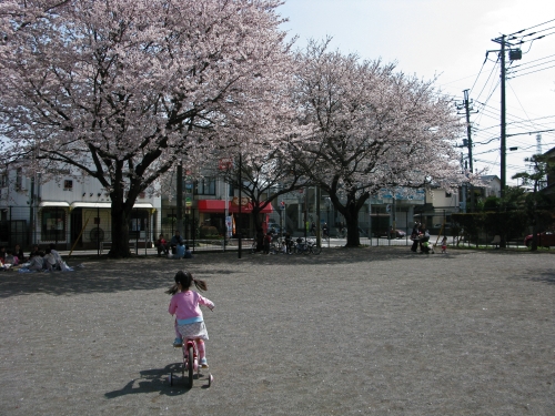 昨日と同じ公園でのお花見ランチの準備風景